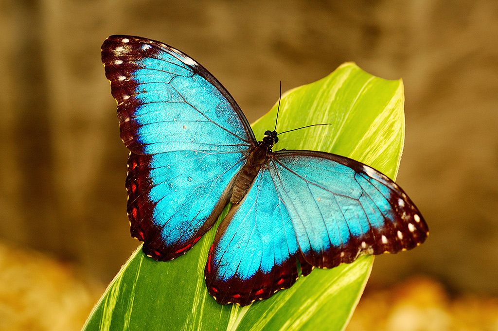 Blue Morpho butterfly Morpho menelaus This brilliant blue butterfly can