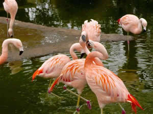 flamingos eating shrimp