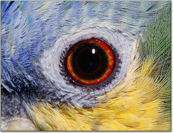 Birds Eye 