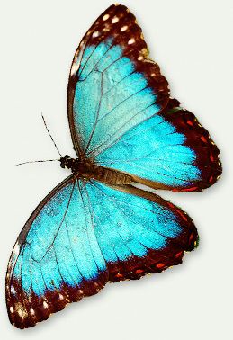 Butterflies  Causes of Color