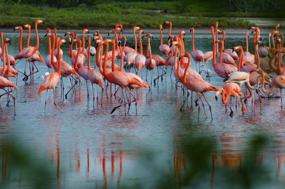 flamingos eating shrimp