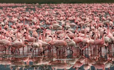 Flamingos | Causes of Color