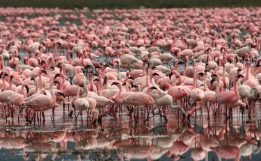 flamingos eating shrimp