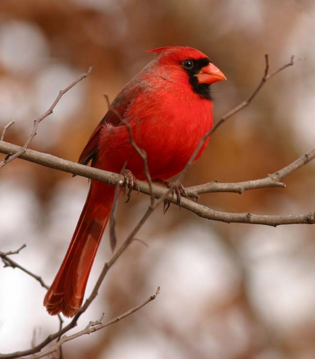 Birds And Berries For Coloring Page Northern Cardinals Stock Illustration -  Download Image Now - iStock